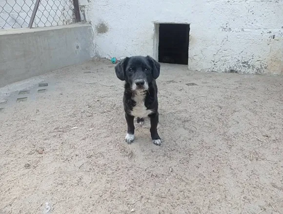 Pies do adopcji, Milanówek, 27 czerwca 2025 (1/3)