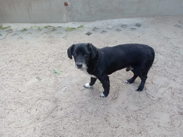 Pies do adopcji, Milanówek, 27 czerwca 2025 (3/3)