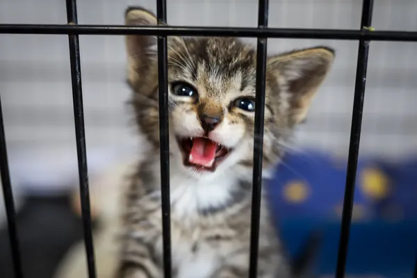 Znaleziono kota, Sosnowiec, 26 czerwca 2025 (1/3)