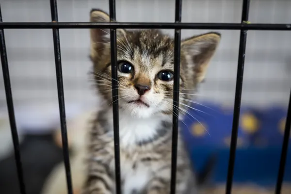 Znaleziono kota, Sosnowiec, 26 czerwca 2025 (2/3)