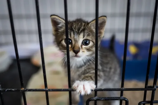 Znaleziono kota, Sosnowiec, 26 czerwca 2025 (3/3)