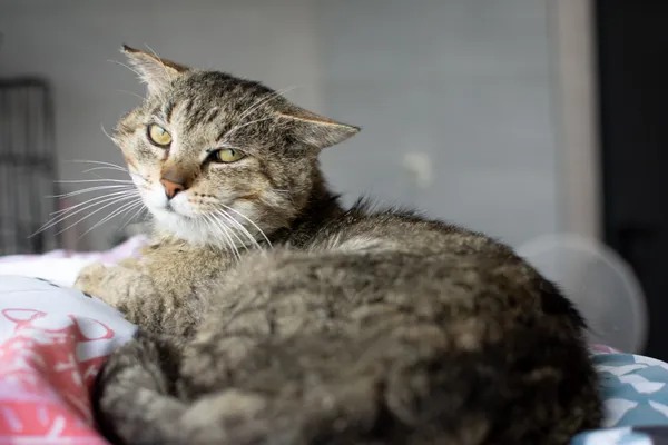 Znaleziono kota, Sosnowiec, 26 czerwca 2025 (3/5)