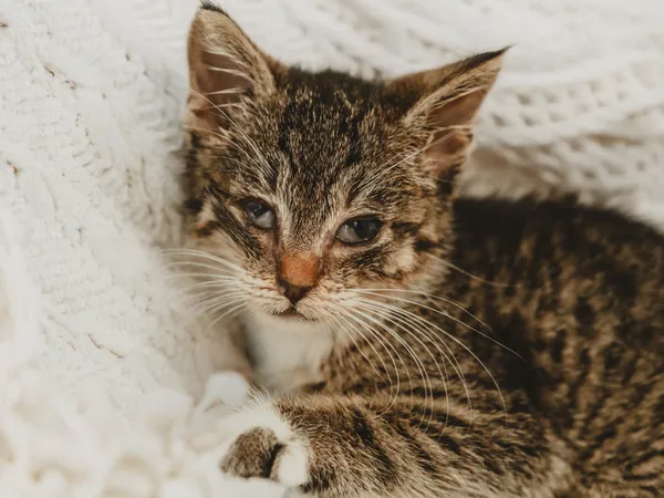 Znaleziono kota, Sosnowiec, 26 czerwca 2025 (1/5)