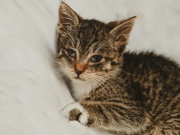 Znaleziono kota, Sosnowiec, 26 czerwca 2025 (2/5)