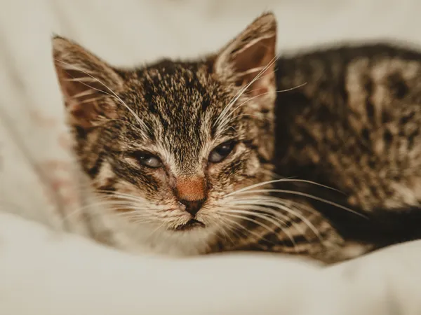 Znaleziono kota, Sosnowiec, 26 czerwca 2025 (3/5)