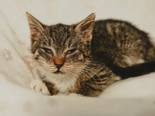 Znaleziono kota, Sosnowiec, 26 czerwca 2025 (4/5)