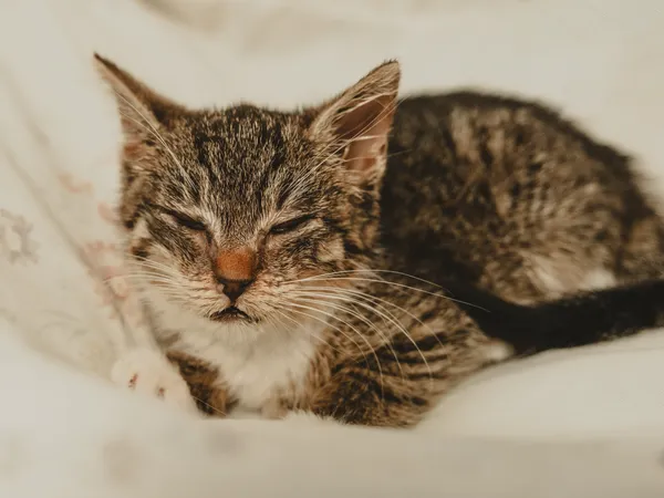 Znaleziono kota, Sosnowiec, 26 czerwca 2025 (5/5)