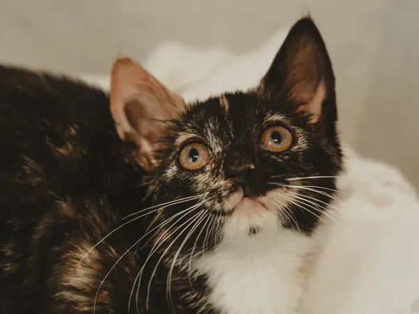 Znaleziono kota, Sosnowiec, 26 czerwca 2025 (1/4)