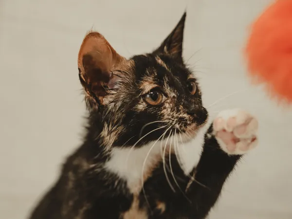 Znaleziono kota, Sosnowiec, 26 czerwca 2025 (2/4)