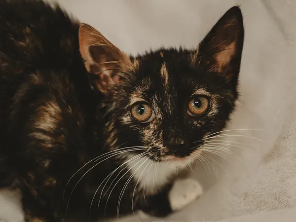 Znaleziono kota, Sosnowiec, 26 czerwca 2025 (3/4)