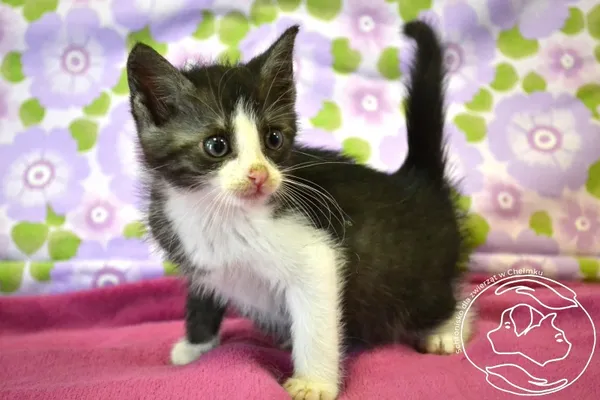 Kot do adopcji, Chełmek, 6 czerwca 2025