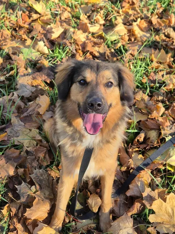 Znaleziono psa, Lublin, 27 czerwca 2025