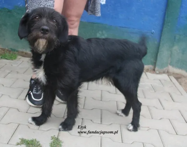 Pies do adopcji, Nowy Dwór Mazowiecki, 27 czerwca 2025 (2/4)