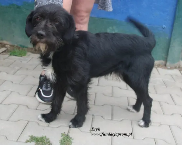 Pies do adopcji, Nowy Dwór Mazowiecki, 27 czerwca 2025 (3/4)