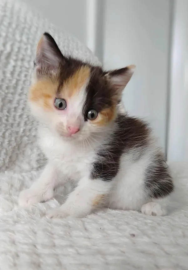 Znaleziono kota, Lublin, 27 czerwca 2025