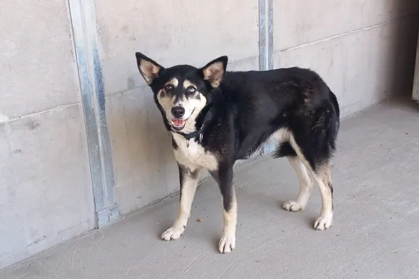 Znaleziono psa, Henrykowo, 19 czerwca 2025