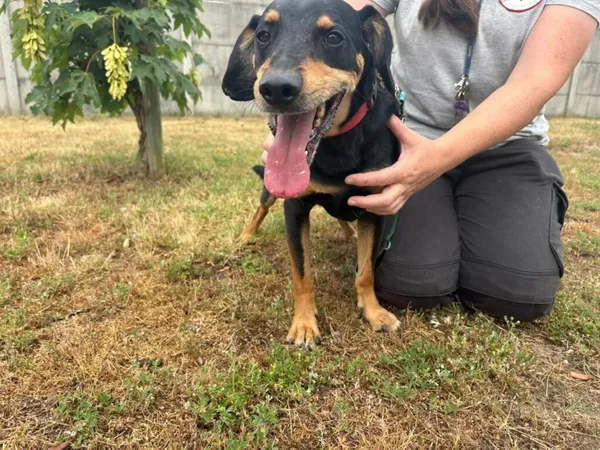 Znaleziono psa, Henrykowo, 13 czerwca 2025 (3/4)