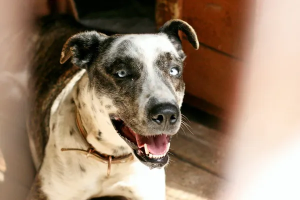 Znaleziono psa, Wałbrzych, 16 lutego 2026 (2/2)