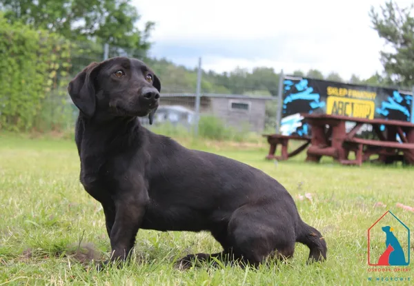 Pies do adopcji, Grudziądz, 26 czerwca 2025
