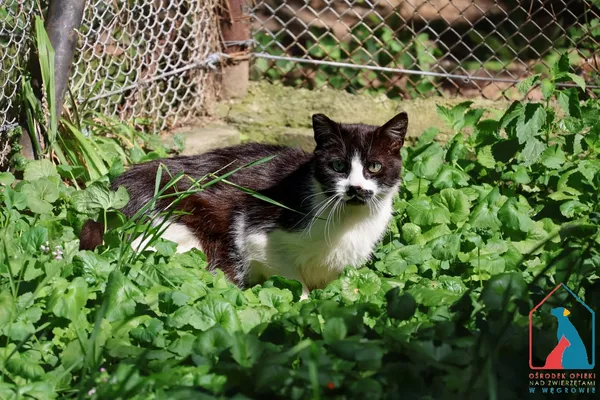 Kot do adopcji, Grudziądz, 7 czerwca 2025 (1/4)