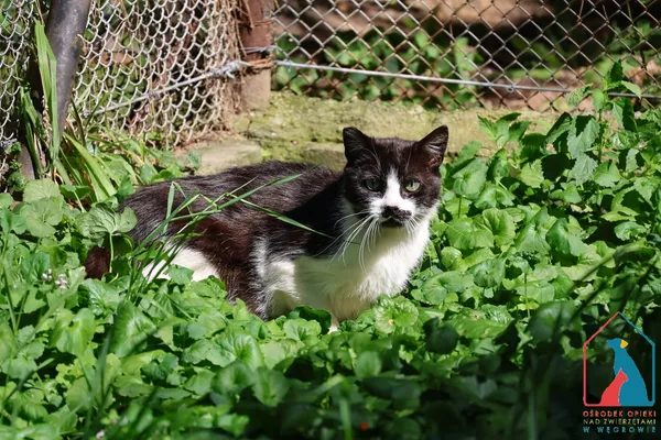 Kot do adopcji, Grudziądz, 7 czerwca 2025 (3/4)