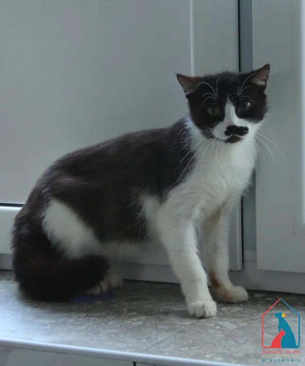 Kot do adopcji, Grudziądz, 7 czerwca 2025 (4/4)