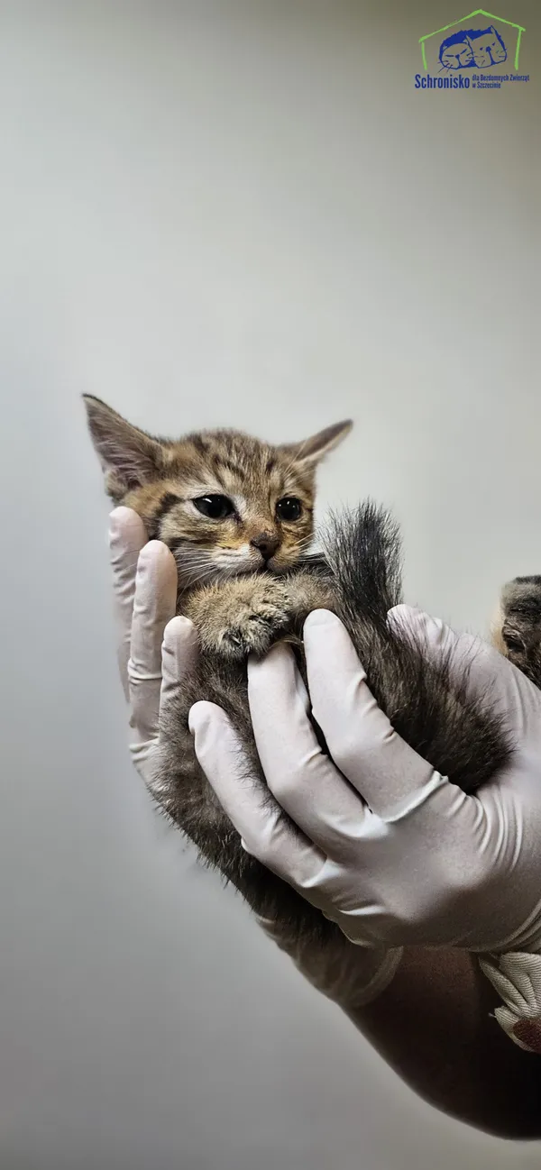 Znaleziono kota, Szczecin, 26 czerwca 2025 (1/2)