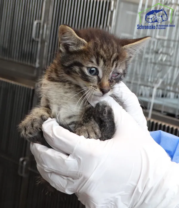 Znaleziono kota, Szczecin, 27 czerwca 2025