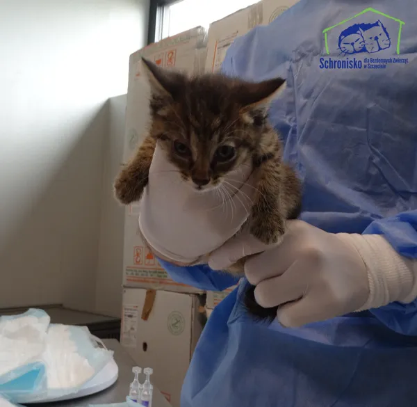 Znaleziono kota, Szczecin, 27 czerwca 2025 (2/2)