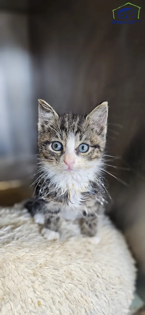 Znaleziono kota, Szczecin, 28 czerwca 2025 (2/3)