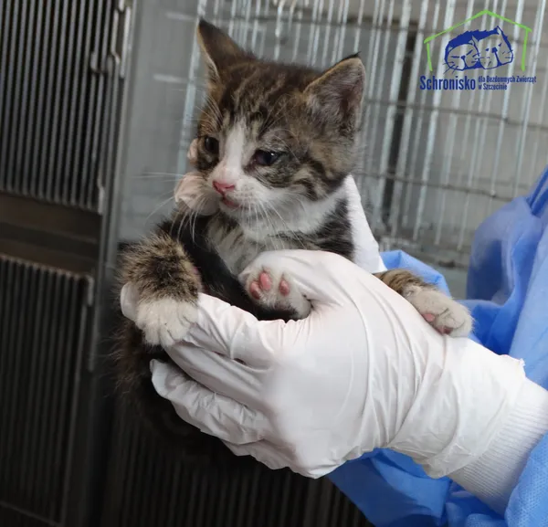 Znaleziono kota, Szczecin, 28 czerwca 2025 (3/3)