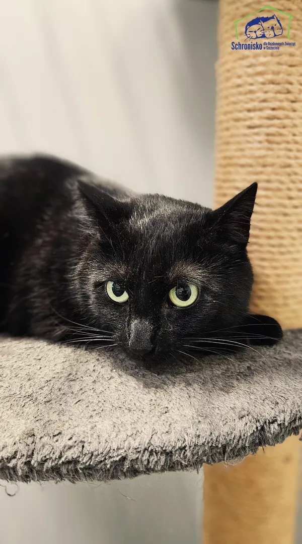 Znaleziono kota, Szczecin, 28 czerwca 2025 (2/5)