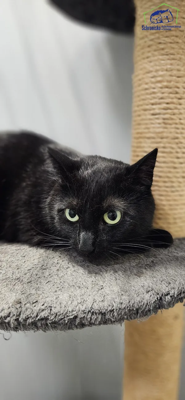 Znaleziono kota, Szczecin, 28 czerwca 2025 (3/5)