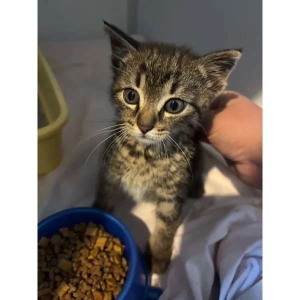 Znaleziono kota, Białystok, 27 czerwca 2025