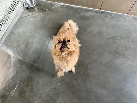 Pies do adopcji, Kraków, 13 czerwca 2025