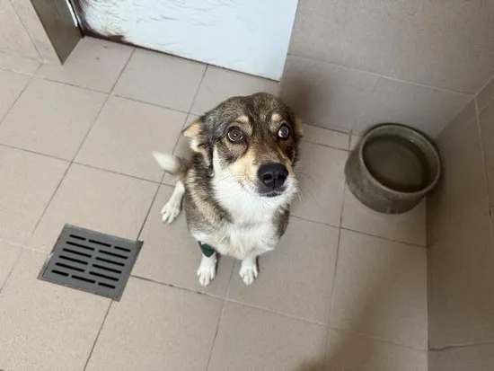 Pies do adopcji, Kraków, 14 czerwca 2025