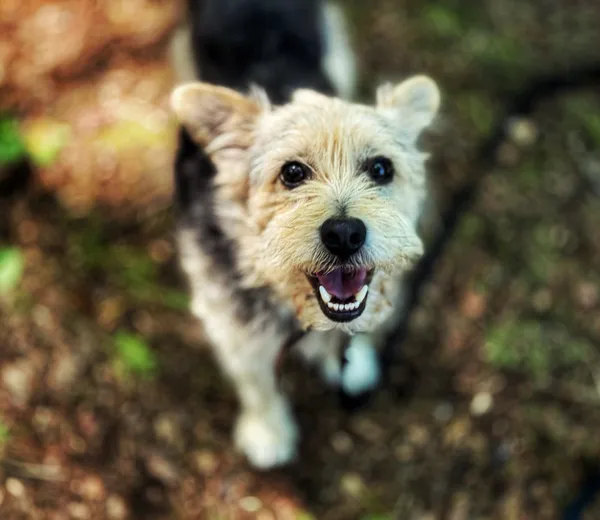 Pies do adopcji, Dłużyna Górna, 28 czerwca 2025 (2/5)