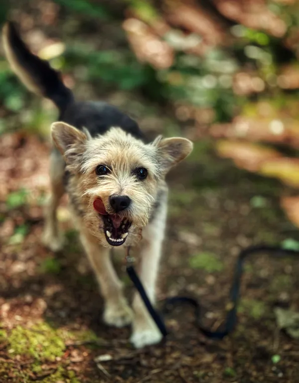 Pies do adopcji, Dłużyna Górna, 28 czerwca 2025 (5/5)