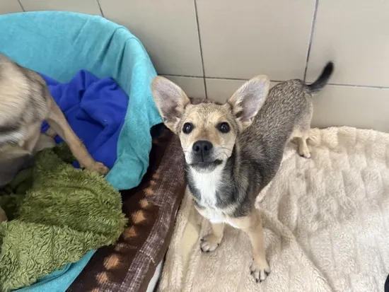 Pies do adopcji, Kraków, 26 czerwca 2025