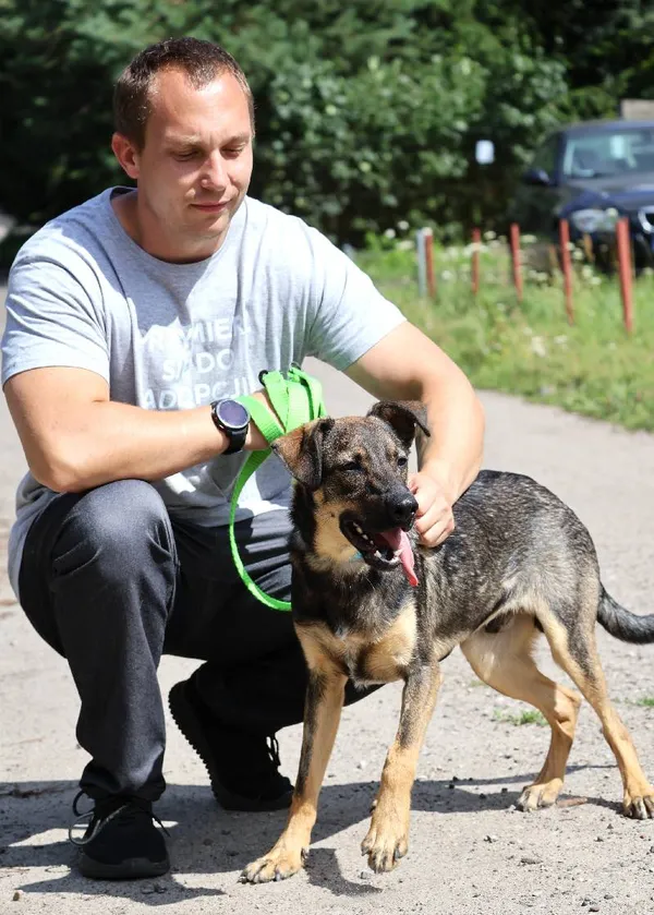 Znaleziono psa, Łódź, 28 czerwca 2025 (5/5)