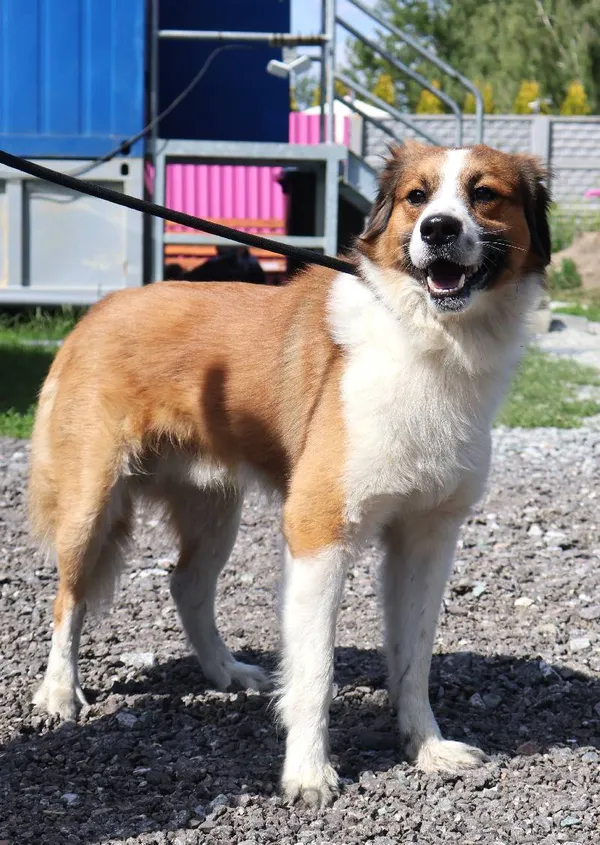 Znaleziono psa, Łódź, 28 czerwca 2025 (1/3)