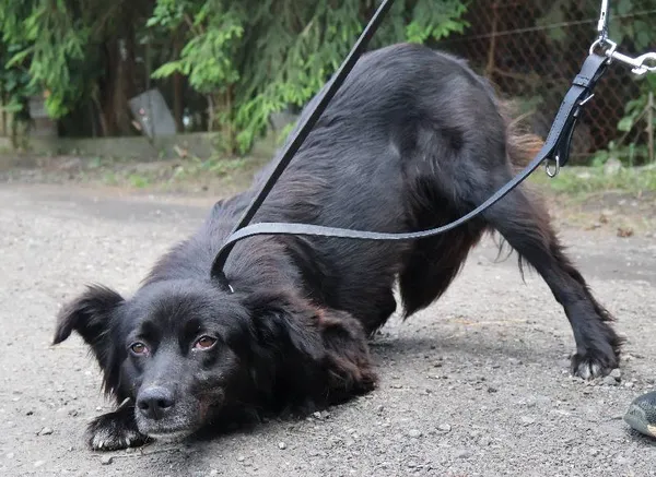 Znaleziono psa, Łódź, 28 czerwca 2025 (1/5)