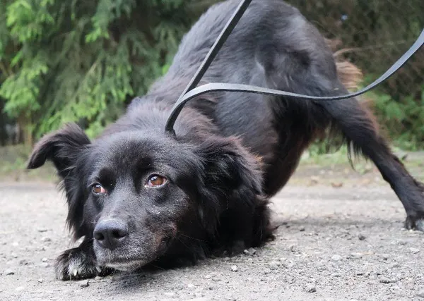 Znaleziono psa, Łódź, 28 czerwca 2025 (3/5)