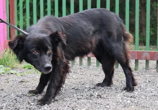 Znaleziono psa, Łódź, 28 czerwca 2025 (4/5)