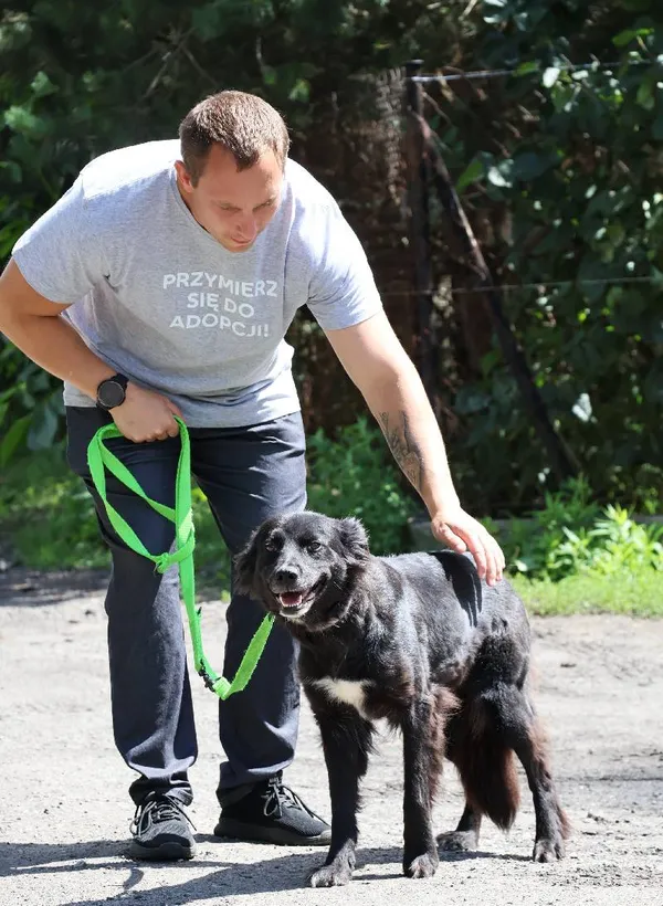 Znaleziono psa, Łódź, 28 czerwca 2025 (5/5)