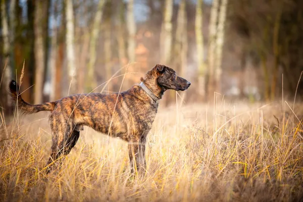 Oddam psa, Łódź, Stare Polesie, 29 czerwca 2025 (2/6)