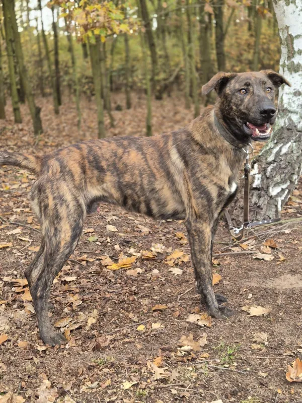 Oddam psa, Łódź, Stare Polesie, 29 czerwca 2025 (4/6)