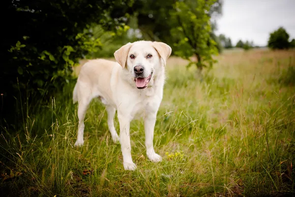 Oddam psa, Warszawa, Wierzbno, 29 czerwca 2025 (3/6)