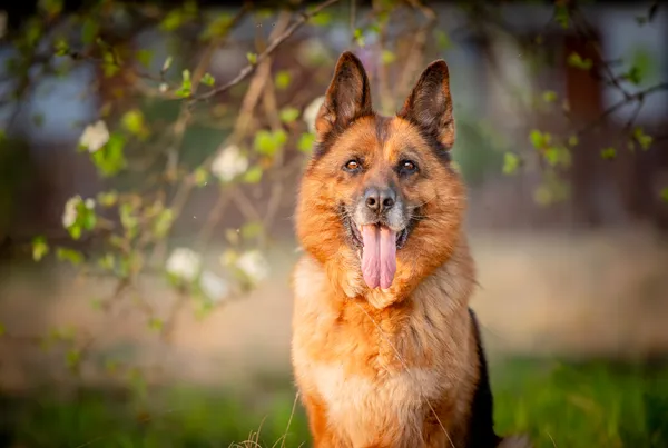 Oddam psa, Warszawa, Saska Kępa, 29 czerwca 2025 (1/6)