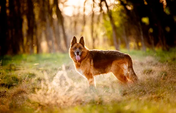 Oddam psa, Warszawa, Saska Kępa, 29 czerwca 2025 (2/6)